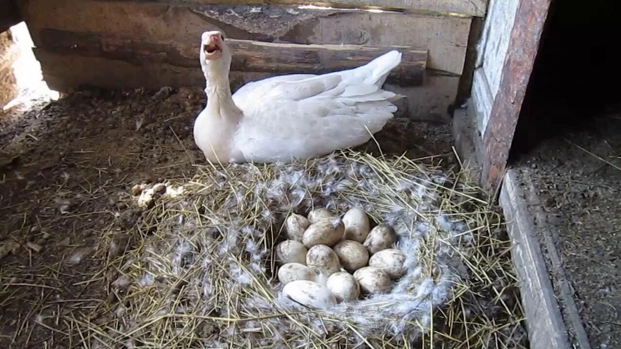 Можно ли подложить под курицу яйца. Гнездо для Гусыни для высиживания. Гусыня высиживает яйца. Гусиные яйца гусята.