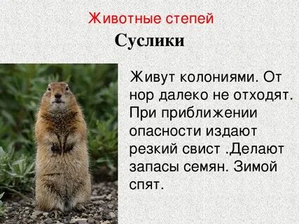 Какая среда обитания у суслика
