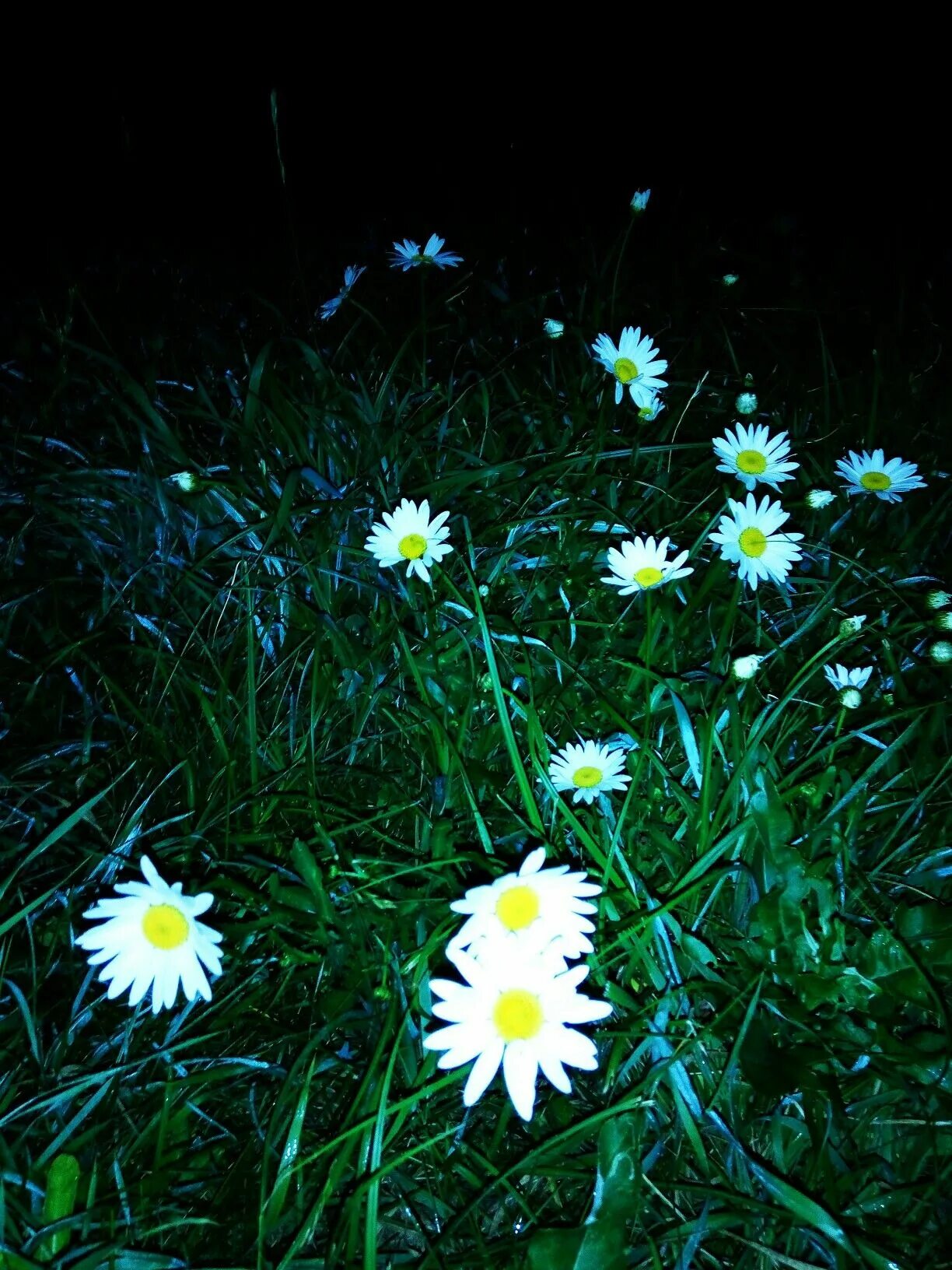 Полевые цветы ночью. Ромашки ночью. Необычные ромашки. Ночной цветок. Ромашковых снов