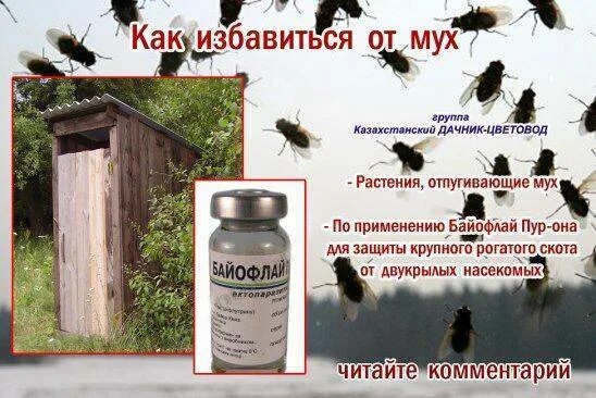 Как избавиться от мух на даче летом. Средства борьбы с мухами. самый эффективный способ борьбы с мухами. народное средство от мух в сарае. борьба с мухами на даче.