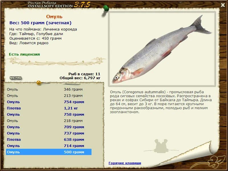 Рыба похожая на красноперку. Рыба с красными плавниками и хвостом. Обыкновенная плотва рыба. Рыба рода плотвы 7. Русская рыбалка 3 квест омуль.