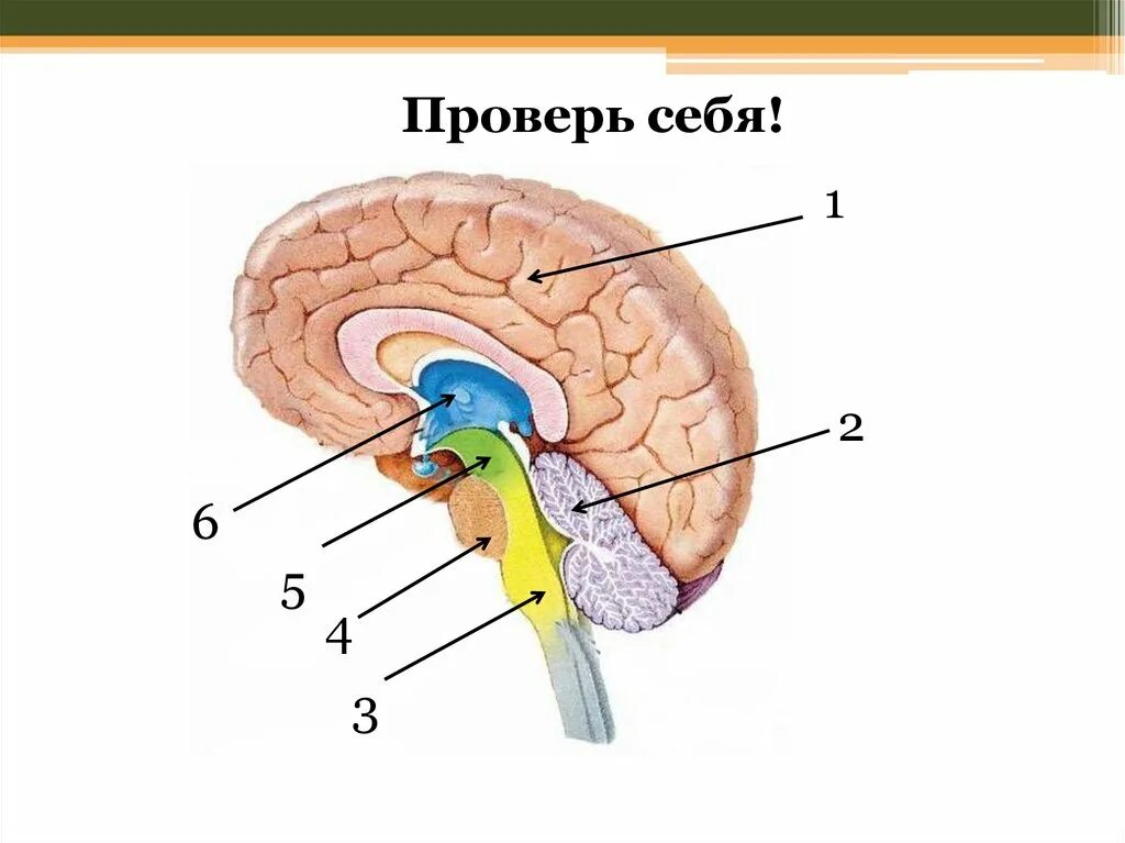 Структуры головного мозга биология 8 класс. Головной мозг строение 8 кл. Отделы головного мозга без подписей. Схема строения отделов головного мозга.