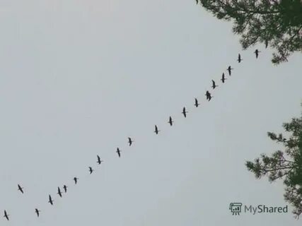 Вереница это