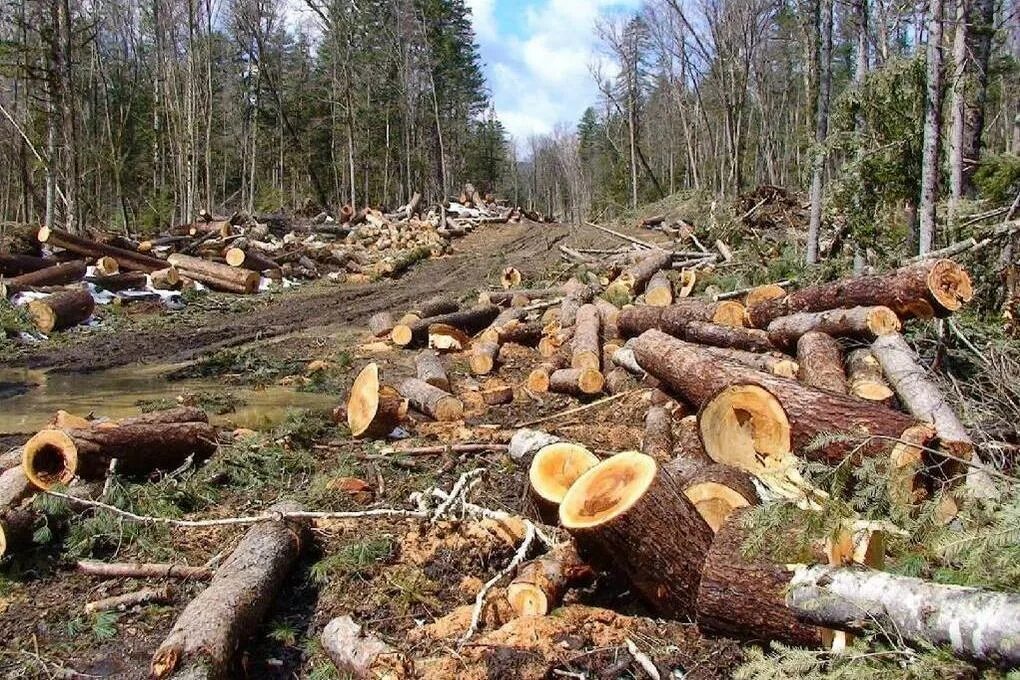 Рубка деревьев. Незаконное повреждение лесов. Рубит дерево. Рубка лесных насаждений. Незаконная рубка лесных насаждений.