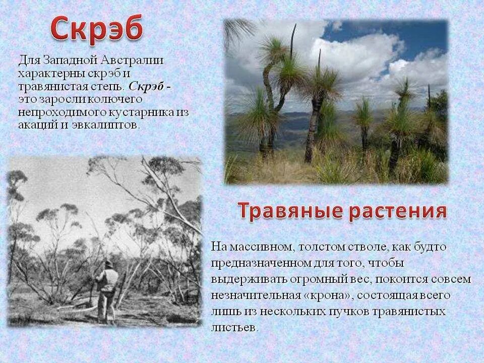 Австралийский Буш (скрэб). Малли скрэб. Скрэб растение. Скрэб заросли колючего кустарника.