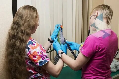 Ветклиника созвездие ярославль