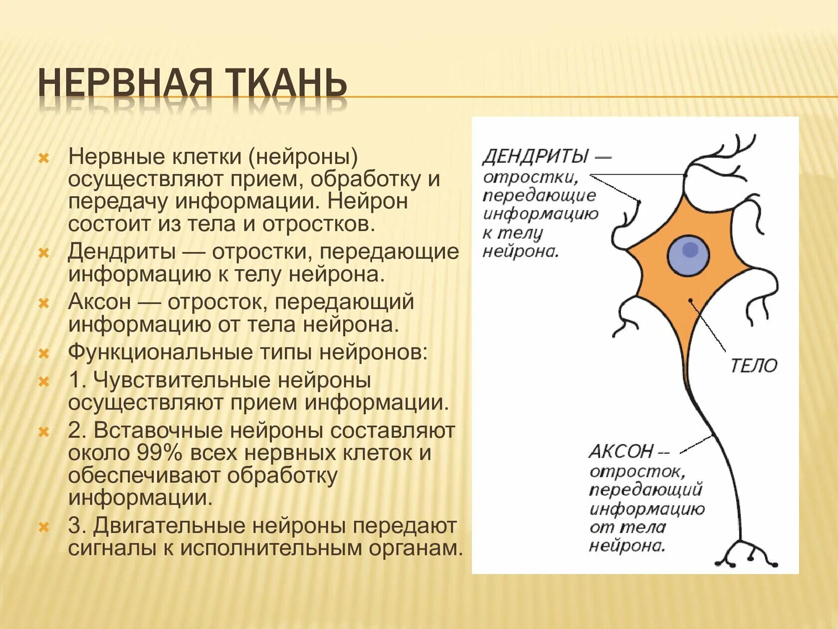 Какую функцию выполняет дендрит нейрона. Строение нейрона биология. нервная ткань особенности строения нейрона. особенности строения клеток нервной ткани. нервная ткань строение и функции.