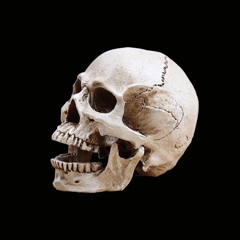 Нижняя челюсть с другими костями черепа