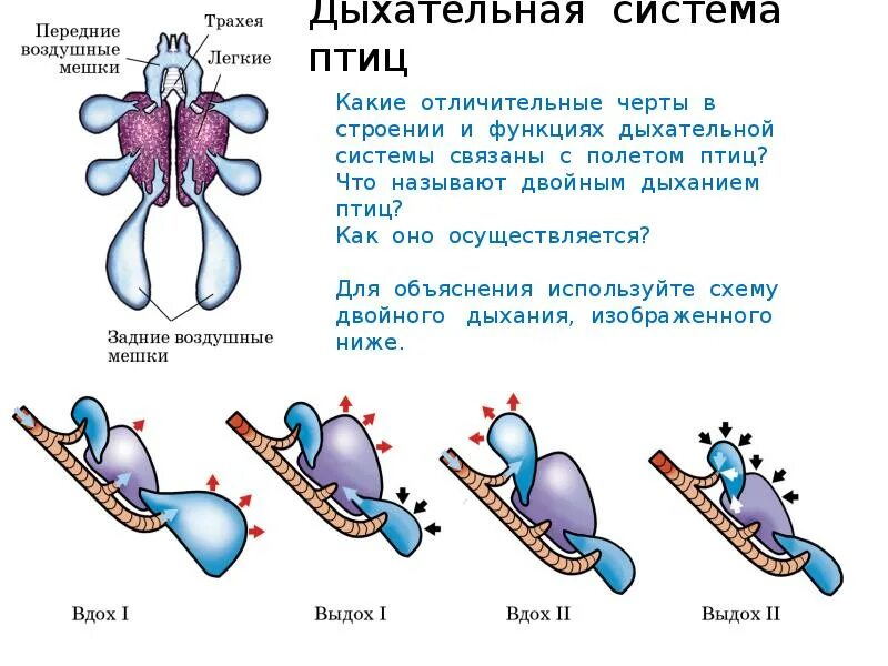 Дыхание птиц является. Система органов дыхания птиц. Система органов дыхания птиц органы дыхания птиц. Дыхательная система птиц 7 класс. Схема строения органов дыхания птиц.