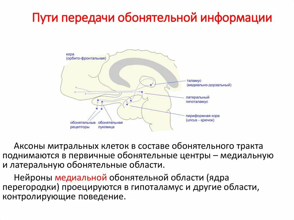 Источник обонятельной информации. Источник обонятельной информации