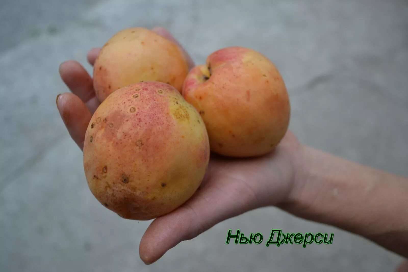 Абрикос джерси описание сорта фото отзывы