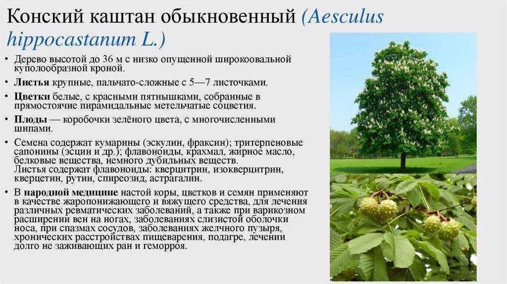 Каштан с плодами и образцом листьев
