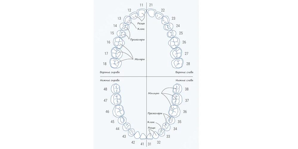 Нумерация зубов в стоматологии схема у взрослых. Порядок появления коренных зубов схема. Схема зубов человека с номерами права и лево. Расположение зубов у русского тоя схема. Схема лимфоотток зубов.
