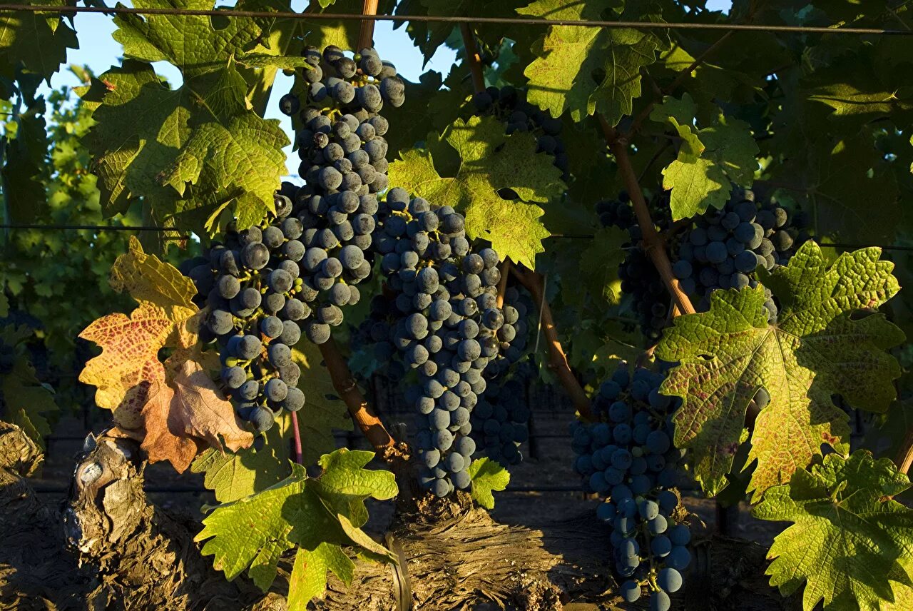 саперави виноград. виноград альминский. осенний виноград. виноградники виноград. лоза винограда.