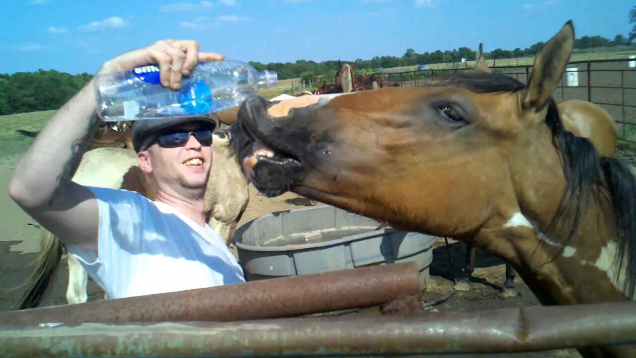 Horse drink. Freudian Horse Drink.