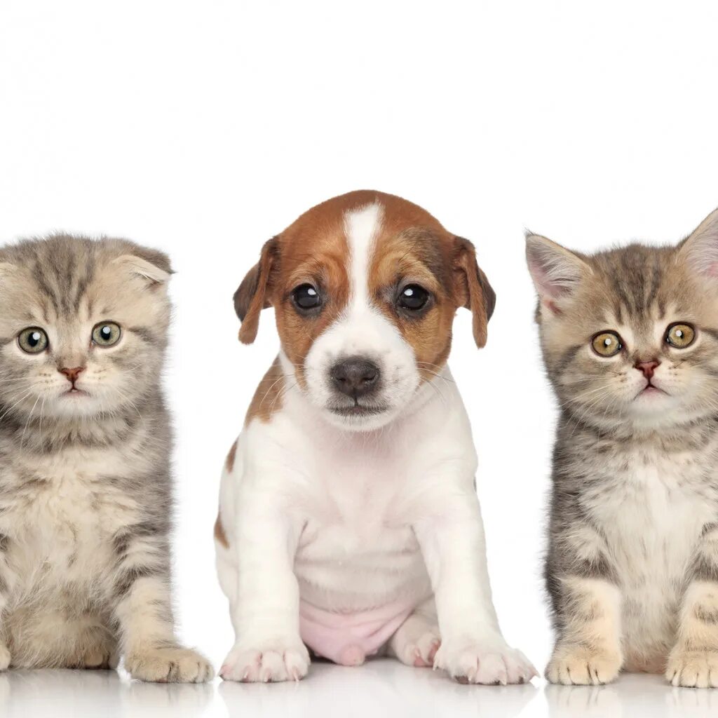 милые кошки собаки много. щенок и котенок. домашние любимцы. много животных на белом фоне. домашние питомцы.