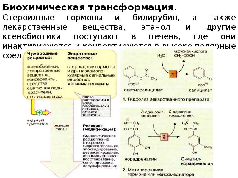 Программа биохимия. Реакции в печени биохимия. процессы в печени биохимия. биохимические функции печени. биохимическим процессы происходящие в печени.