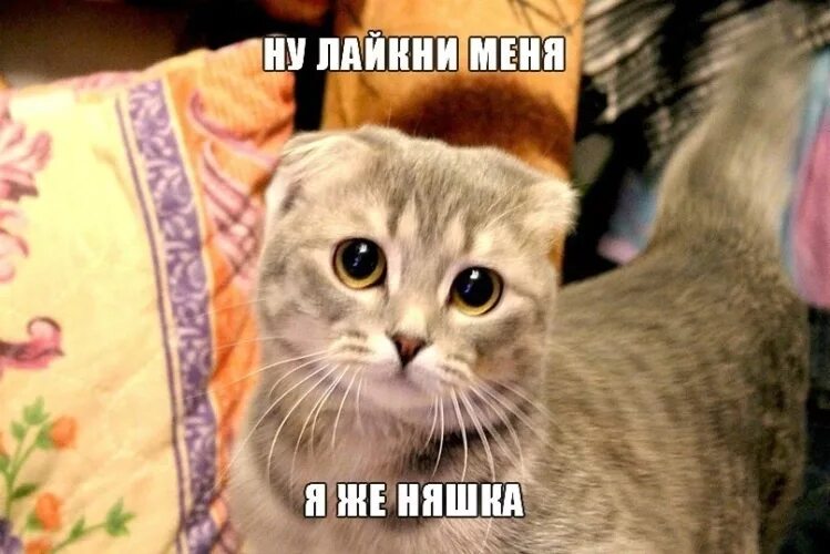 Кот мем. Покажи покажи пожалуйста. Картинки скинь мне свою фотографию. Мемы с кошками. Картинки лайков.