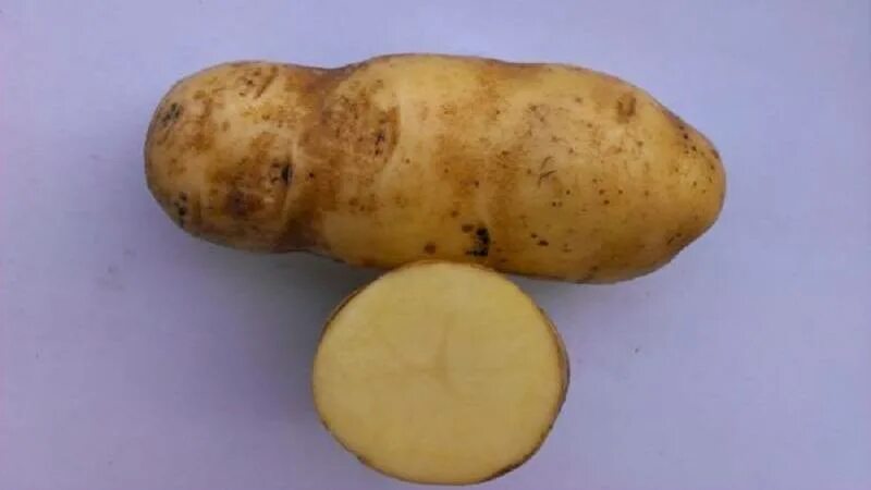 Продолжительность варки картофеля. Картошка для жарки в пятерочке. Картофель для жарки белый или красный. Сорт гретта картофель. Сорт картофеля ред вондер.