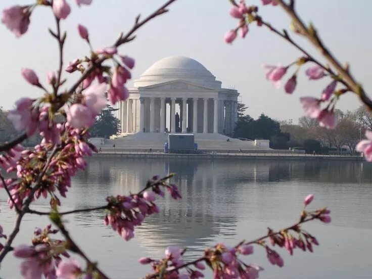 The scene is the most possible place. The Cherry Blossom Festival Вашингтон. Мемориал Томаса Джефферсона. Вашингтон, округ Колумбия. Национальный фестиваль цветения вишни в Вашингтон.