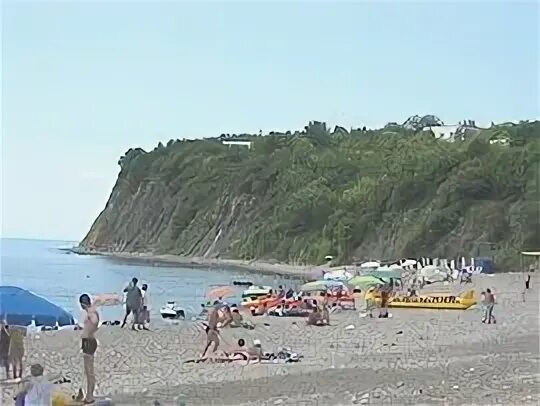 Кипарис бетта