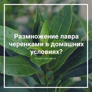 Как размножить домашний лавровый лист