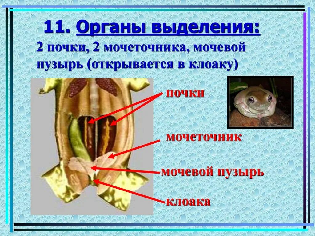 Органы выделения черепахи. Клоака у млекопитающих. Выделительная система нематод. Выделительная система черепах.