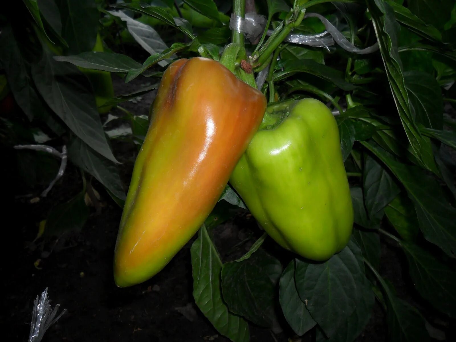 Сорт перца морозко. Низкорослые сорта перца. Перец сладкий морозко. Перец морозко поиск. Перец морозко сибирский.