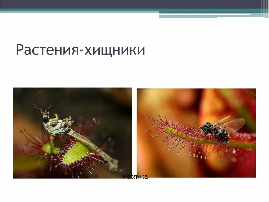 Растения хищники и паразиты. Какими растениями считаются хищники растения хищники. Хищным растением является. Почему растения стали хищниками. Хищным растением является.