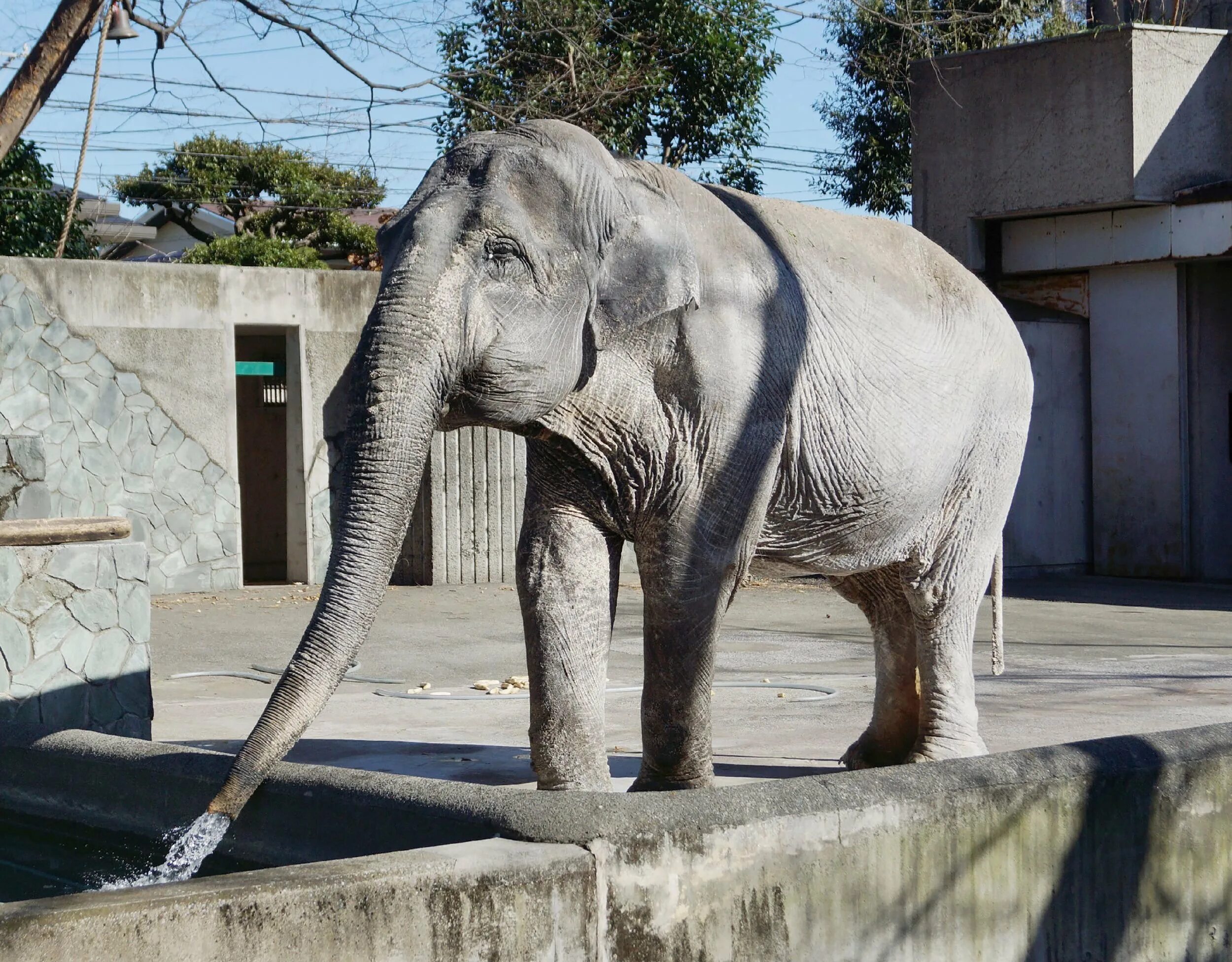 Old elephant. Одинокий слон. Самым большим слон в мире. Самое одинокое животное в мире.