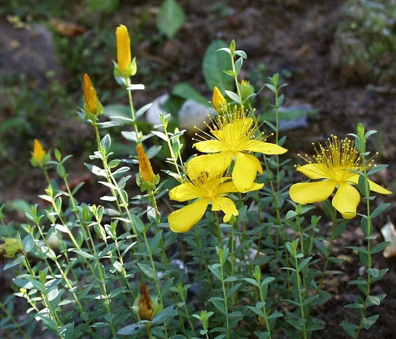 Зверобой википедия. Зверобой Луговой. Зверобой растение. Зверобой Hypericum calycinum. Луговые цветы зверобой.