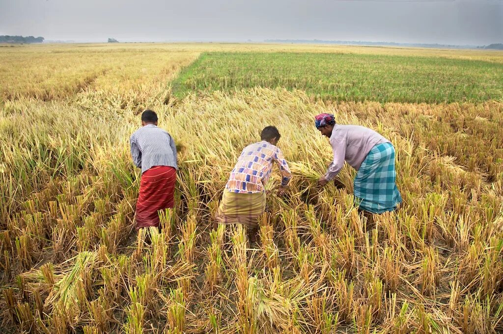 In northern india they harvest their wheat. Reap the Harvest. Harvest Crop. Harvesting Crops. Бангладеш поля.