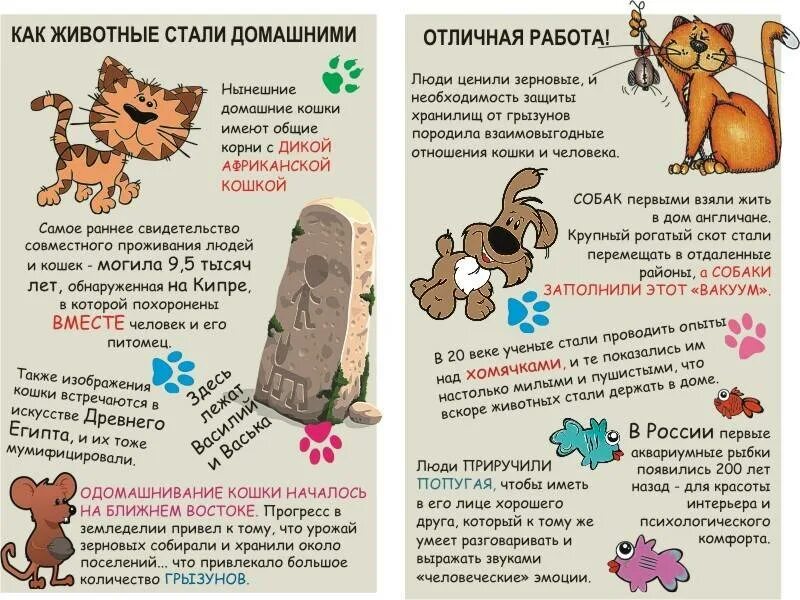 Как приручить взрослую кошку