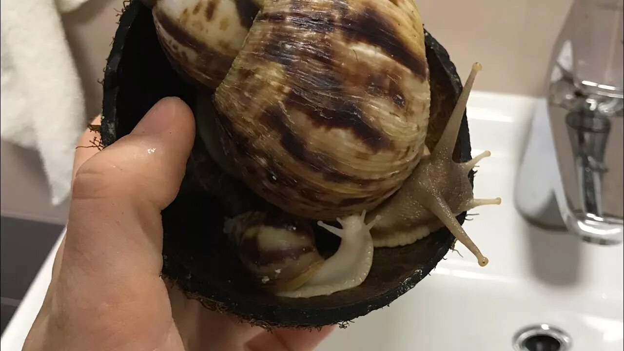 Улитка ахатина в спячке. Как разбудить улитку. Как разбудить улитку. Ахатина в спячке. Разбудила улитку.