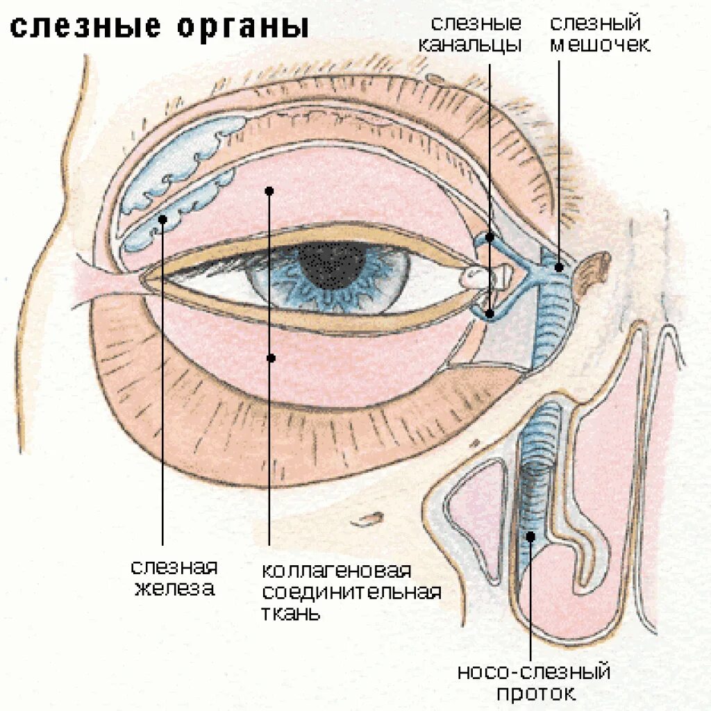 Слезная железа находится. Строение глаза слезный мешок. Слёзная железа анатомия. Слезная железа и слезный мешок. Строение глаза слезная железа.