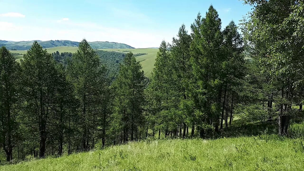 Погода сибирячихе алтайский край. Сибирячиха Солонешенский район. Село Сибирячиха Солонешенский район Алтайский край. Алтайский край, Солонешенский р-н, с. Сибирячиха. Лесной фонд Солонешенского района.