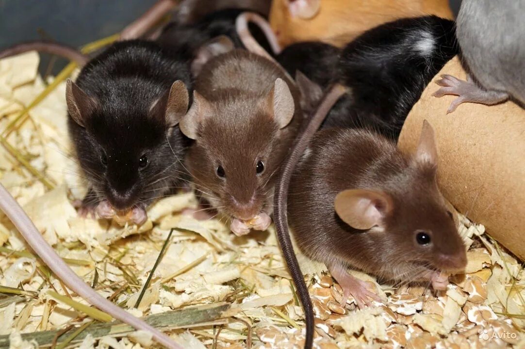 Белая декоративная крыса дамбо. Разных крыс. Крыса дамбо трехцветная. Янтарный (амбер) крыса. Виды крыс.