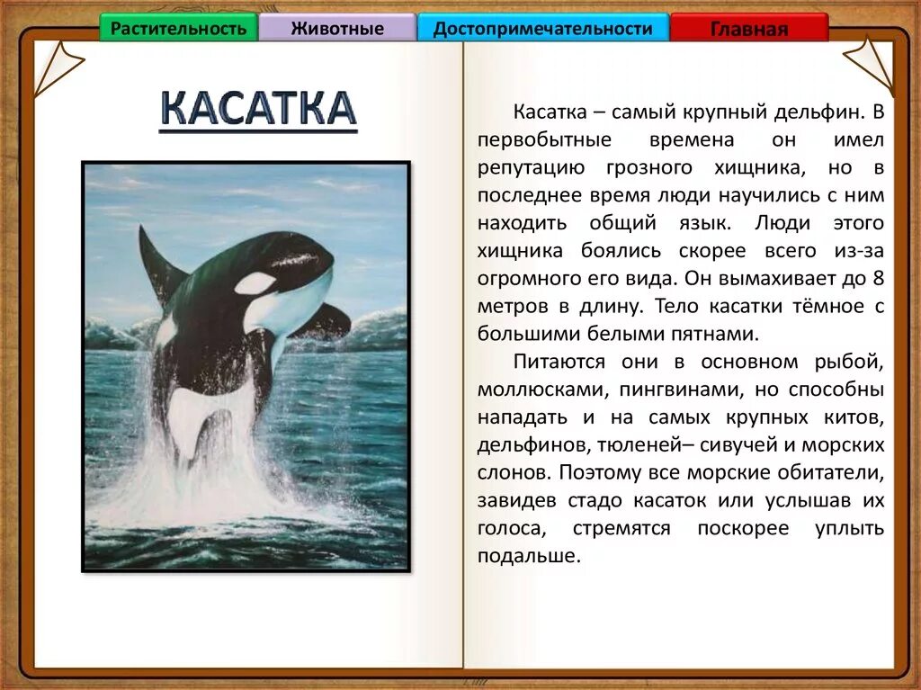 Касатка доклад. Рассказ про касатку. Касатка рассказ для детей. Книга о касатках. Рассказ о касатке для дошкольников.