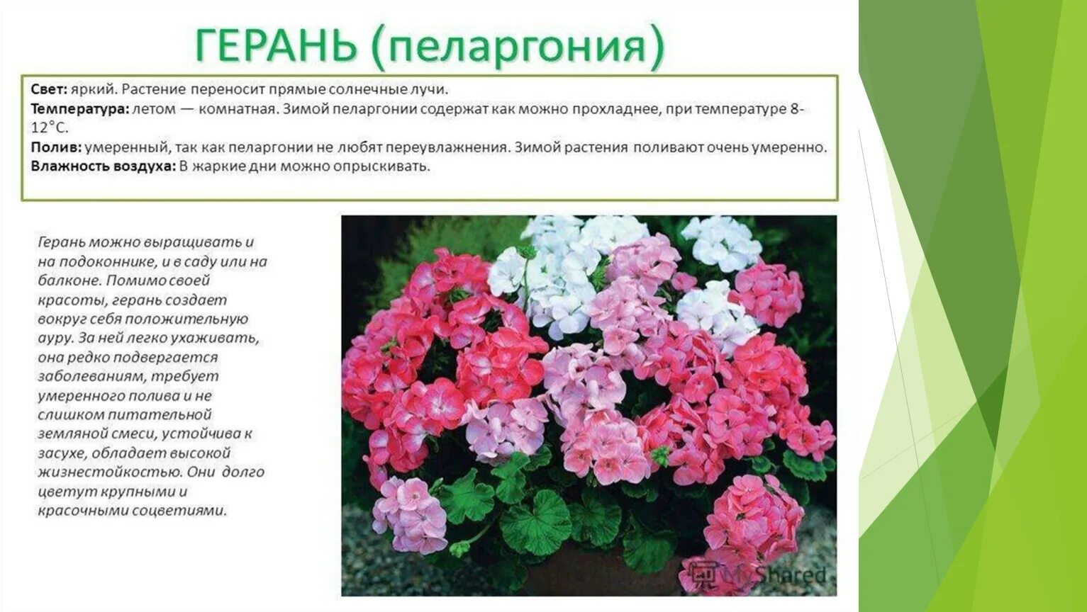 Пеларгония Scarlet Rosebud. Пеларгония характеристика растения. Какого размера герань