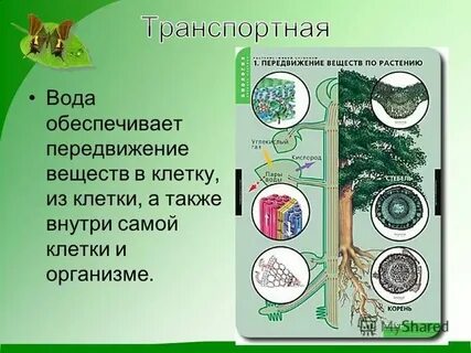 Обеспечивает перемещение веществ