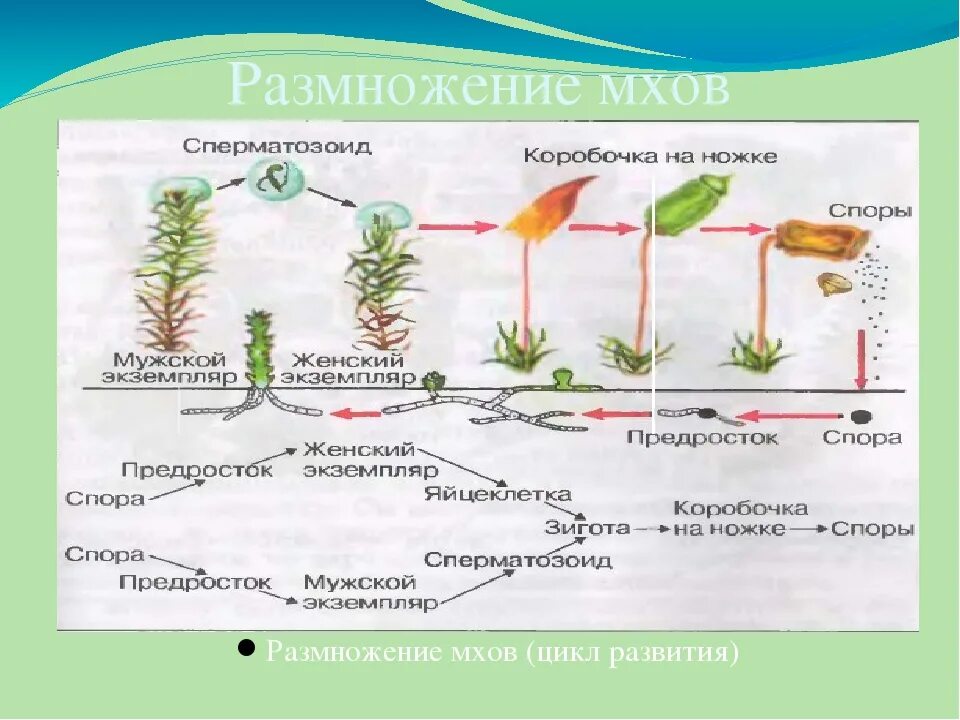 Почему для размножения мхов нужна вода. Размножение мха Кукушкин лен 6 класс. Цикл размножения мха Кукушкин лен 6 класс. Спорофит мха. Размножение мхов 6 класс биология.