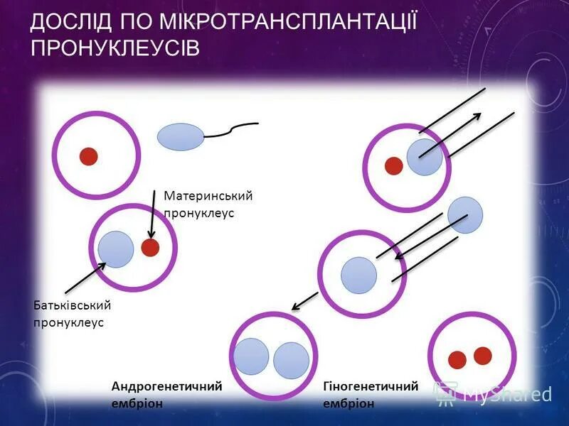 Зигота человека содержит хромосом. Пронуклеус яйцеклетки. Мужской и женский пронуклеусы. Мужской пронуклеус-это. Зигота человека с пронуклеусами.