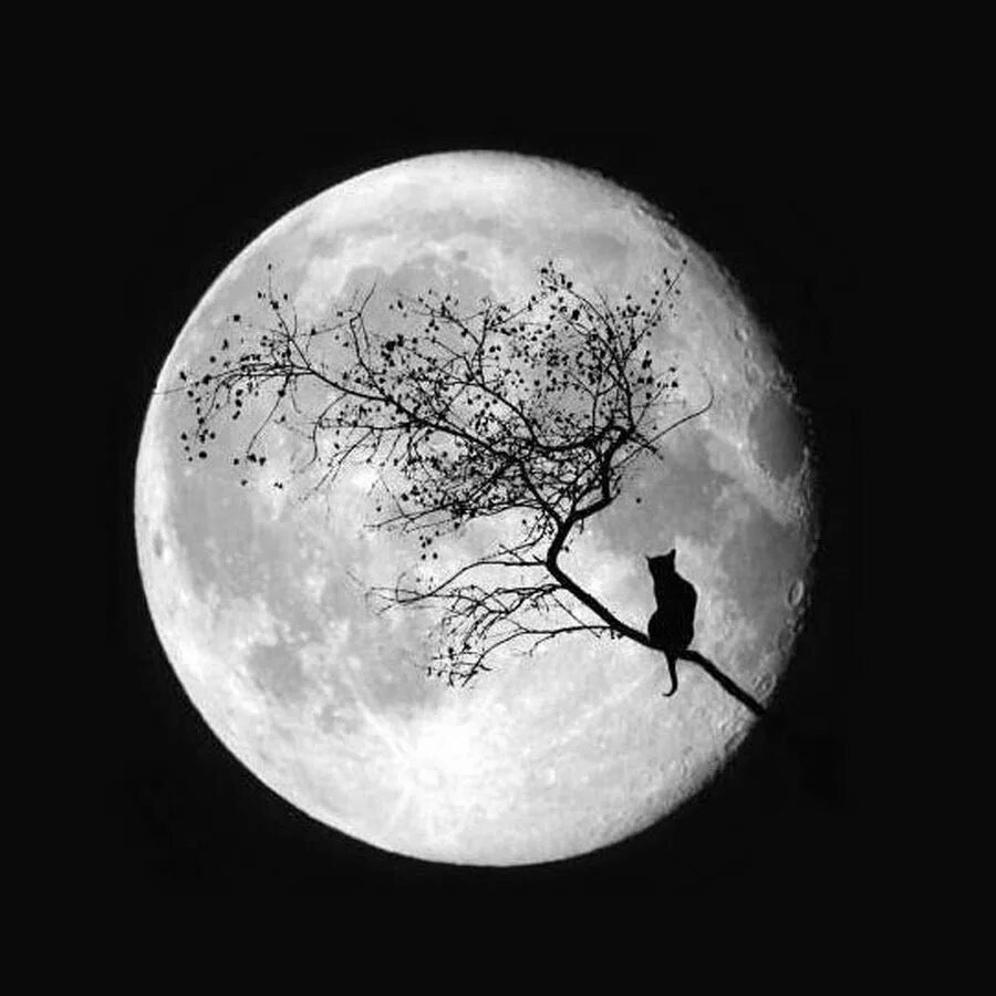 Картина темная луна. Самайн Блессинг. Картина "Лунная Соната" 2021. Луна на черном фоне. Луна черно белая.