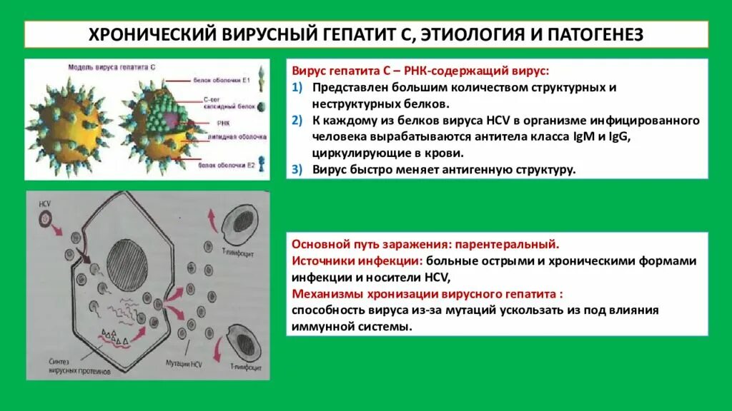 Вирусный гепатит задачи. Патогенез вирусного гепатита в. Патогенез хронического вирусного гепатита. Вирус гепатита с этиология патогенез. Хронический гепатит механизм развития.