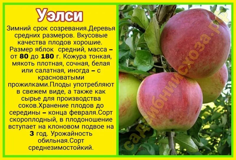 Яблоня гала уэлси. Яблоня бессемянка мичуринская. Яблоня уэлси. Яблоня уэлси. Яблони уэлси,жигулевское.