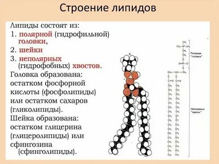 Липид профиль