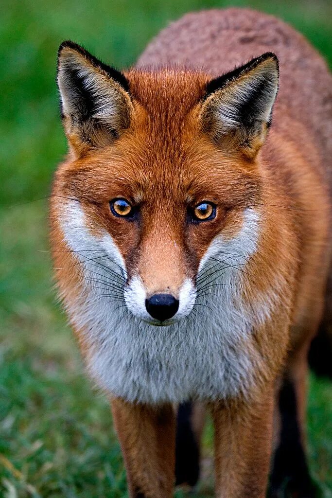 Ред Фокс лиса. Красная лиса. Рыжая лиса. Красивые лисы. Fox wild