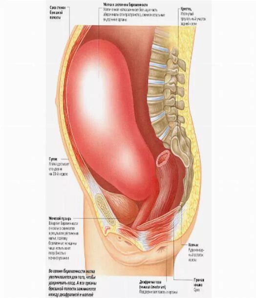 может ли болеть живот после полового акта. при беременности болит низ. тянущие боли внизу живота. может ли болеть живот после полового акта. первые признаки беременности.