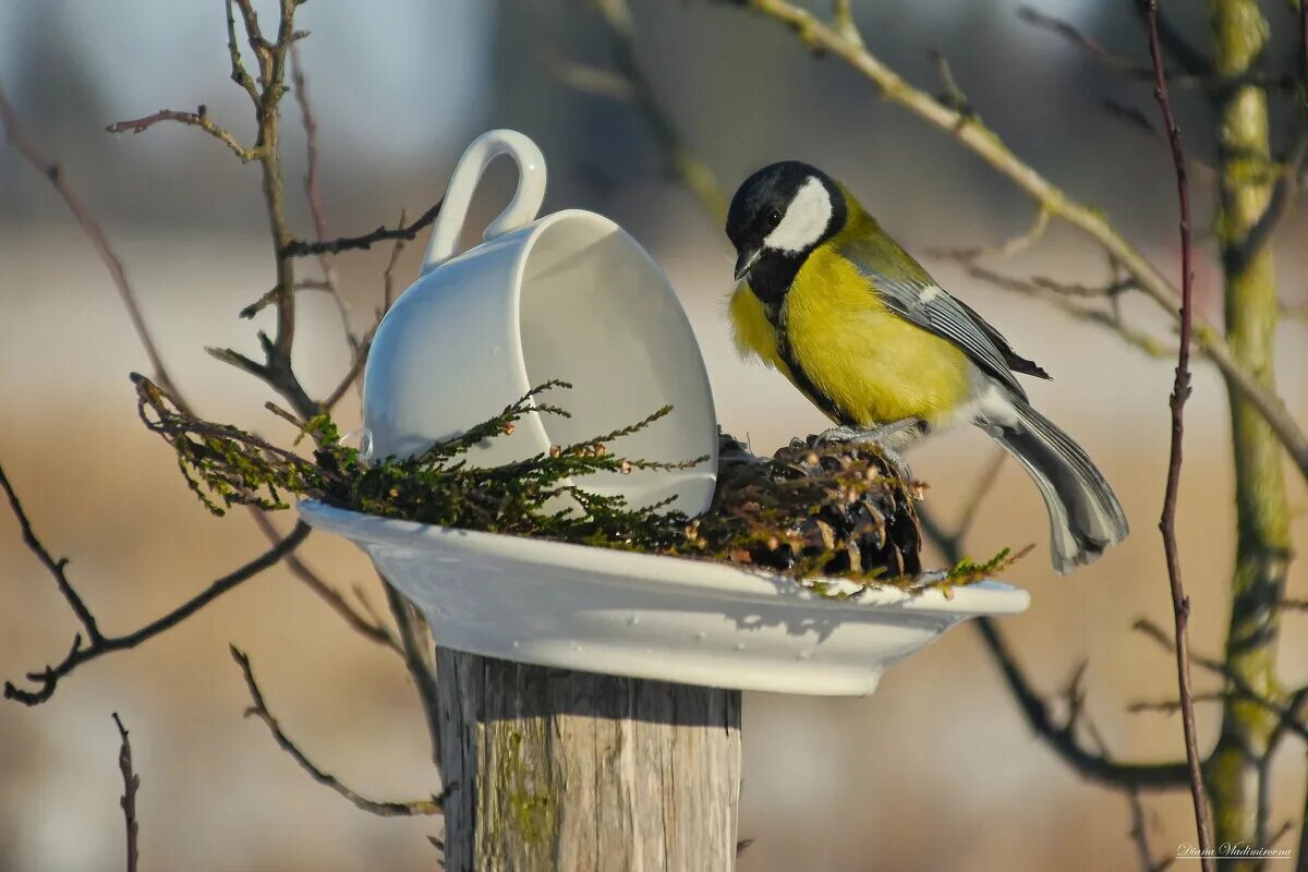 лазоревка и большая синица. синичка лазоревка. синичка ополовник. синица зимует.