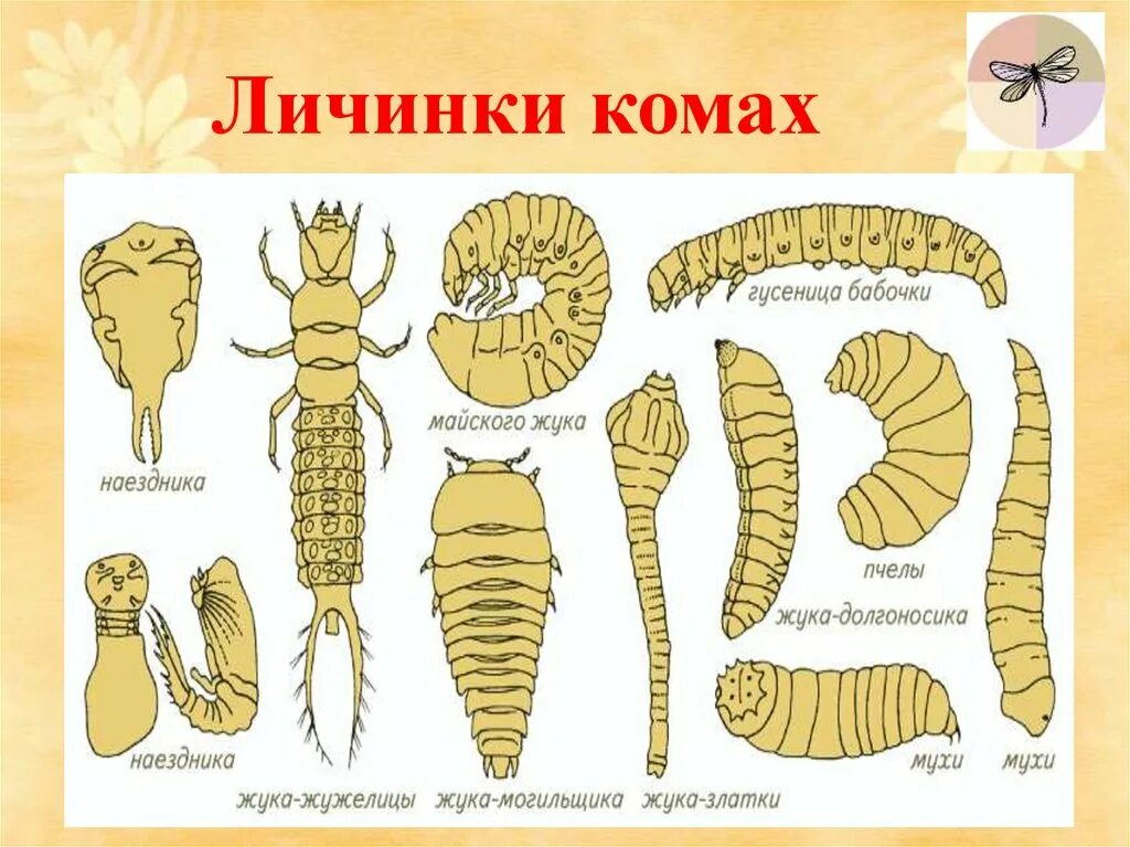 Названия личинок животных. Типы личинок насекомых с полным превращением. личинка бабочки строение. личинка майского жука метаморфоз. имагообразные личинки насекомых.